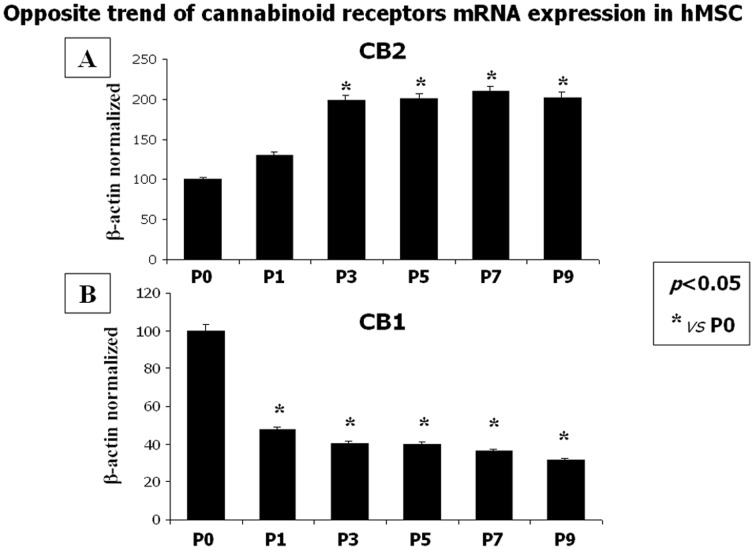 Expression of CB1 and CB2 receptors in human MSCs.(A) Significant increase of Cannabinoid Receptor type 2 (CB2) expression levels in human Mesenchymal Stromal Cells from passage 3, P3. (B) Cannabinoid Receptor type 1 (CB1) expression levels showed a significant decrease starting from passage 1. Data are revealed from human in vitro MSCs by real time PCR by using three serial dilution 2X starting from 250 ng of total mRNA for the RT reaction and normalized for the housekeeping gene β-actin. Assays are at least in triplicate. Data are represented as a mean ± SD. A t-test has been used for statistical analysis. p<0.05 was considered statistically significant.
