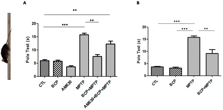 The pole test. The protective effects of BCP administered both intraperitoneally (A) and orally (B) against MPTP-induced behavioural impairment in mice. MPTP-treated mice displayed a significant increase in the total time required to traverse the pole 3 d post lesion relative to that of the CTL-injected mice. The data are presented as mean ± SEM of six individual experiments. Intraperitoneal: *** p < 0.001, CTL vs. MPTP. ** p < 0.01, MPTP vs. BCP + MPTP. ** p < 0.01, CTL vs. AM630 + BCP + MPTP treatment. Oral: *** p < 0.001, CTL vs. MPTP. ** p < 0.01, MPTP vs. BCP + MPTP. *** p < 0.001, BCP vs. MPTP treatment.
