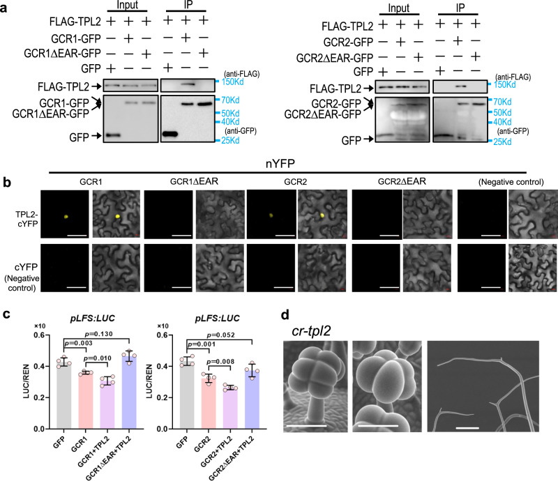 GCR1/2 inhibits LFS expression by recruiting TPL2.a CoIP shows GCR1 and GCR2 interact with TPL2 by EAR motif. GCR1/2-GFP deleted the EAR motif are marked as GCR1ΔEAR-GFP and GCR2ΔEAR-GFP. GFP (left lane, negative control) or GFP fused with the target protein (other lanes) were used as bait to bind to the GFP beads. Immunoprecipitated proteins were detected by anti-FLAG. b Results of BiFC assays in N. benthamiana leaf epidermal cells show GCR1/2 interacted with TPL2 and deletion of EAR motif disrupts the interaction. GCR1/2 and GCR1/2 with deletion of EAR fused with nYFP. TPL2 fused with cYFP. Bar: 50 μm. c LUC assay showed GCR1/2 and TPL2 repress the transcriptional activity of LFS promoter and deletion of EAR motif in the GCR1/2 (GCR1ΔEAR) abolish the inhibition. p-values were calculated by unpaired two-sided t-test. n = 5 biological replicates. d Knockout of TPL2 promotes gland formation of some PT and branched trichomes. Bar: 200 μm.