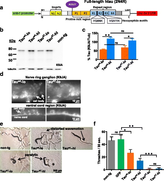 Mutant human TauAT causes severe paralysis in C. elegans. a Bar diagram of Tau (2N4R, 441 residues, largest isoform in human CNS) with 2 inserts (N1, N2 near the N-terminus) and 4 repeats (R1-R4 in the C-terminal half) used to generate tau-transgenic lines. The point mutation A152T lies outside of the repeat domain in the proline rich region. The pan-neuronal promoter (Psnb-1) drives the expression of human tau cDNA in the C. elegans nervous system and the 3′UTR aids in tau expression. b Total worm lysates from synchronized day-3 old adults analyzed for Tau by western blotting using pan-tau antibody K9JA. Two independently integrated strains expressing Tau at comparably low and high levels were selected from each transgene: wild-type htau40 (Tauwt-lo and Tauwt-hi) and mutant htau40A152T (TauAT-lo and TauAT-hi). Tubulin serves as internal control. c Quantification of total tau in wild-type Tau lines (Tauwt-lo and Tauwt-hi) and mutant Tau-A152T lines (TauAT-lo and TauAT-hi). Error bars denote SEM. One-way ANOVA with Tukey’s test was applied for multiple comparisons (ns, non-significant, *P < 0.05, **P < 0.01). d Immunochemistry of whole worms with pan-tau K9JA antibody shows tau staining in the nervous system. Top panels depict nerve ring ganglion, bottom panels show ventral cord region. e Synchronized day-1 old adults were placed onto the centre of NGM plates freshly spotted with E. coli OP-50 and photographed after 10 min. Both TauAT-lo and TauAT-hi worms show strong paralytic phenotype apparent by their coiled body shape and lack of tracks on the E. coli lawn. The corresponding lines expressing wild-type human tau (Tauwt-lo and Tauwt-hi) possess a mild uncoordinated phenotype and are able to crawl away from the point of origin. f Thrashing assay of synchronized day-1 old adults in liquid. Control worms (non-tg control or worms expressing GFP in the pharynx as transformation marker only) display a high frequency of ~50 thrashes/30s. Worms expressing Tauwt display a dose-dependent motor impairment with reduced thrashing frequency (~30/30s for Tauwt -lo, ~20/30s for Tauwt -hi). Motor impairment is very severe in the worms expressing mutant TauAT (both -lo and -hi, ~2/30s). One-way ANOVA with Tukey’s test was applied for multiple comparisons. Error bars denote SEM, n ≥ 30. (ns., non-significant, *P < 0.05, **P < 0.01, ***P < 0.001)