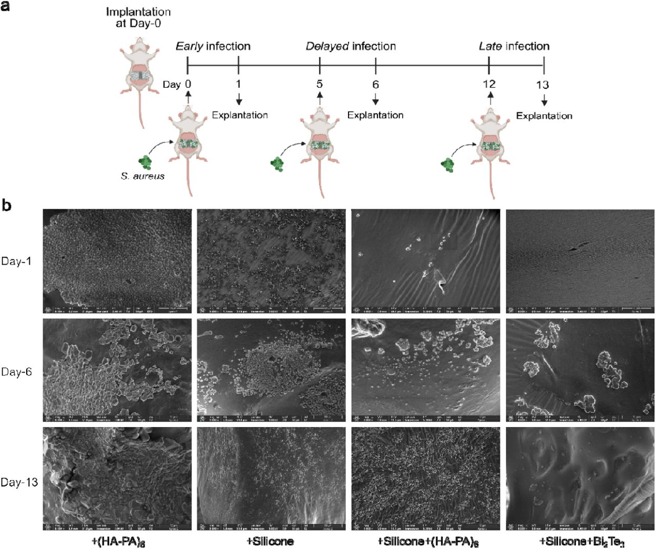 In vivo validation reveals that Silicone and HA-PA coatings effectively limit biofilm only during early infection, whereas bismuth telluride retains anti-biofilm efficacy against S. aureus even under conditions of late infection.(a) Schematic showing the design of the in vivo experiments, where bacteria were injected during the biomaterial implantation surgery (early xinfection), or at 5-days post-surgery (delayed infection), or at 12-days post-surgery (late infection); biomaterials were retrieved 1 day post bacterial infection in all conditions.(b) Representative scanning electron micrographs illustrating bacterial adhesion and biofilm formation on implanted biomaterials at early, delayed and late infection time points