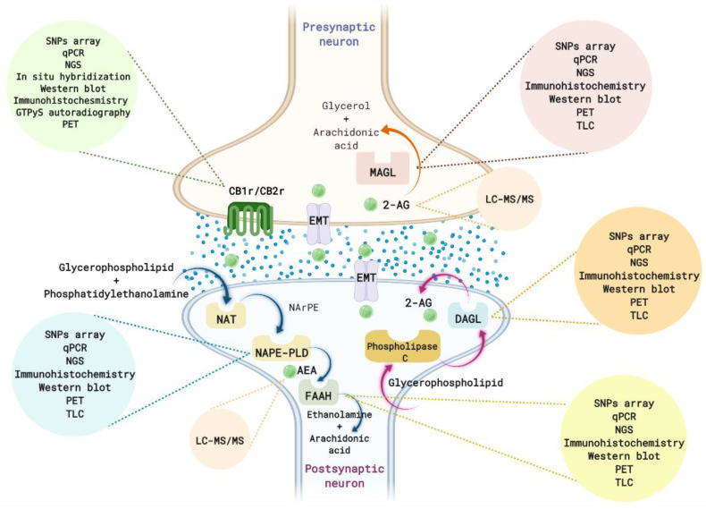 Schematic representation of the main methods used for identifying alterations in the ECS. AEA: anandamide; 2-AG: 2-arachidonoylglycerol; CB1r: cannabinoid 1 receptor; CB2r: cannabinoid 2 receptor; DAGL: diacylglycerol lipase; EMT: endocannabinoid membrane transporter; FAAH: fatty acid amide hydrolase; GTPyS: GTPgammaS or guanosine 5′-O-(γ-thio) triphosphate; LC-MS / MS: liquid chromatography-tandem mass spectrometry; MAGL: monoacylglycerol lipase; NarPE: N-arachidonoyl phosphatidylethanolamine; NAPE-PLD: N-acylphosphatidylethanolamine specific phospholipase D; NAT: N-acyl-transferase; NGS: next-generation sequencing (genomics); PET: positron emission tomography; q-PCR: real-time polymerase chain reaction; SNPs: single nucleotide polymorphisms; TLC: thin-layer chromatography.