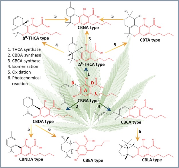 Phytocannabinoid biosynthesis and degradation routes and products according to the literature19–28. The most prevalent acid components are presented for each type of phytocannabinoid.