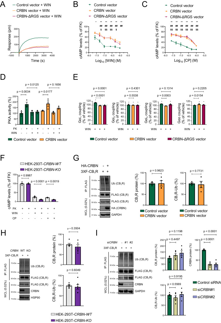 CRBN inhibits CB1R-evoked Gi/o protein signalling in vitro.(A) DMR experiments in HEK-293T cells expressing CB1R, together or not with CRBN or CRBN-ΔRGS, and incubated with WIN55,212-2 (100 nM). A representative experiment is shown (n = 3 independent experiments). (B) cAMP concentration in HEK-293T cells expressing CB1R, together or not with CRBN or CRBN-ΔRGS. Cells were incubated first for 15 min with vehicle or WIN55,212-2 (doses ranging from 0.025 to 1 µM), and then for 15 min with forskolin (FK; 500 nM) (mean ± SEM). *p < 0.05 or **p < 0.01 from each respective vehicle, or #p < 0.05 or ##p < 0.01 from paired control (CRBN), or $p < 0.05 or $$p < 0.01 from paired control (CRBN-ΔRGS), by two-way ANOVA with Dunnett’s multiple comparisons test (n = 3–4 independent experiments). (C) cAMP concentration in HEK-293T cells expressing CB1R, together or not with CRBN or CRBN-ΔRGS. Cells were incubated first for 15 min with vehicle or CP-55,940 (doses ranging from 0.025 to 1 µM), and then for 15 min with forskolin (FK; 500 nM) (mean ± SEM). **p < 0.01 from each respective vehicle, or ##p < 0.01 from paired control (CRBN), or $$p < 0.01 from paired control (CRBN-ΔRGS). p values were obtained by two-way ANOVA with Dunnett’s multiple comparisons test (n = 3–4 independent experiments). (D) HEK-293T cells expressing CB1R, together or not with CRBN were incubated for 10 min with vehicle or WIN55,212-2 (1 µM) followed by vehicle or forskolin (FK; 1 µM) for another 10 min, and cell extracts were subjected to an ELISA to detect active PKA (mean ± SEM). Data were normalized to the vehicle-vehicle condition and p values were obtained by two-way ANOVA with Dunnett’s multiple comparisons test (n = 3 independent experiments). (E) Coupling of CB1R to Gαi/o proteins in membrane extracts from HEK-293T cells expressing CB1R, together or not with CRBN or CRBN-ΔRGS, after WIN55,212-2 stimulation (10 µM) (mean ± SEM). *p < 0.05 from basal (dashed line) by one-sample Student’s t test. p values between constructs were obtained by one-way ANOVA with Dunnett’s multiple comparisons test (n = 3–4 independent experiments). (F) cAMP concentration in HEK-293T-CRBN-WT and HEK-293T-CRBN-KO cells expressing CB1R. Cells were incubated first for 15 min with vehicle, WIN55,212-2 or CP-55,940 (each at 500 nM), and then for 15 min with forskolin (FK; 500 nM) (mean ± SEM). p values were obtained by two-way ANOVA with Sidak’s multiple comparisons test (n = 6 independent experiments for WIN and 3 independent experiments for CP). (G) CB1R ubiquitination is not affected by CRBN overexpression. Immunoprecipitation (IP) was conducted with anti-FLAG M2 agarose. WCL: whole-cell lysate. A representative experiment is shown (mean ± SEM). p values were obtained by unpaired two-tailed Student’s t test (n = 4 independent experiments). (H) CB1R ubiquitination is not affected by CRBN knockout. Immunoprecipitation (IP) was conducted with anti-FLAG M2 agarose. WCL, whole-cell lysate. A representative experiment is shown (mean ± SEM). p values were obtained by unpaired two-tailed Student’s t test (n = 6 independent experiments). (I) CB1R ubiquitination is not affected by CRBN knockdown. Immunoprecipitation (IP) was conducted with anti-FLAG M2 agarose. WCL, whole-cell lysate. A representative experiment is shown (mean ± SEM). p values were obtained by one-way ANOVA with Dunnett’s multiple comparisons test (n = 5 independent experiments). Source data are available online for this figure.