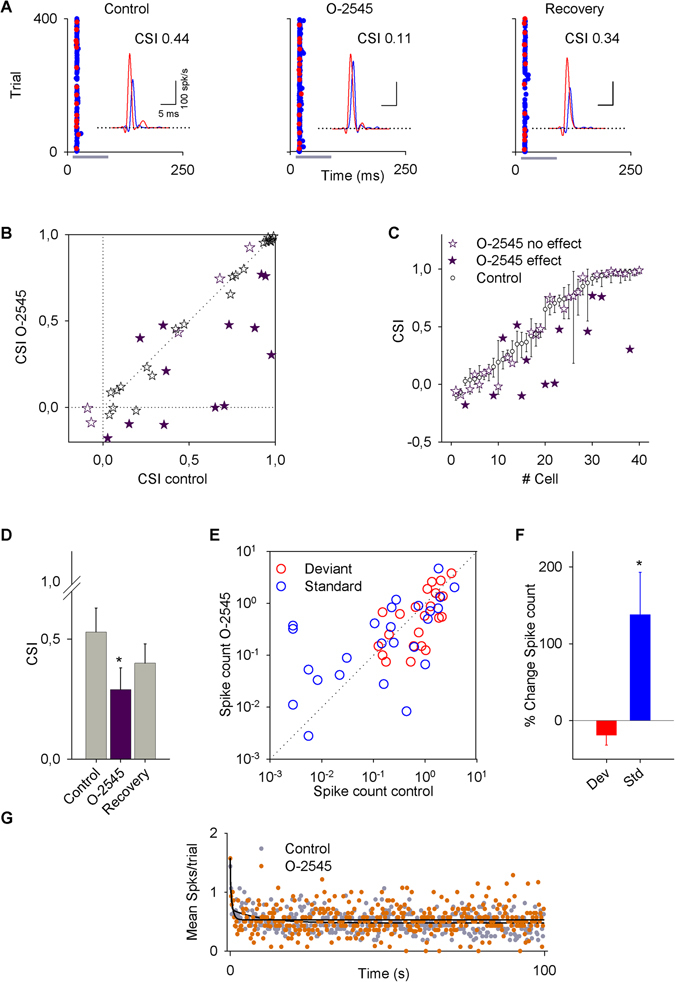 Effect of O-2545 on the activity of IC neurons. (A) Typical recording of an IC neuron under an oddball stimulation paradigm before (control), during (O-2545), and after (recovery) microiontophoretic application of O-2545. (For this neuron, the standard frequency was 34544 Hz and the deviant frequency was 28284 Hz.) Insets represent the PSTH of the response in which the CSI decreased from 0.44 to 0.11 and recovered to 0.34. (B) Scatter plot of the CSI in the control condition versus O-2545 application. The CSI of most of the neurons decreased. (C) Bootstrapping analysis for each neuron recorded in control condition (white dots) and with O-2545 application (purple stars: significant change; white stars: no change). (D) Bars represent the averaged CSI ± SE of the neurons in which there were significant changes. (E) Scatter plot of the spike count in control condition versus drug application for deviant (red dots) and standard (blue dots) stimuli. (F) Bars represent the percent change in the spike count for deviant (red bar) and standard (blue bar) stimuli. Vertical bars represent the % change ± SE. (G) Time course of adaptation of O-2545. The baseline (gray circles) and O-2545 data (orange circles) had fast and slow decay components and a steady-state component that were fitted by a double exponential function (black lines).