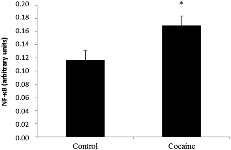 Nuclear factor kappa B is a redox-sensitive nuclear factor involved in the control of immune-inflammatory responses. Cerebellar NF-κB activity assay (arbitrary units) from control and cocaine- treated animals (18 days) showing a significant increase of NF-κB activity in cocaine-treated rats (*p < 0.05 vs. control group).