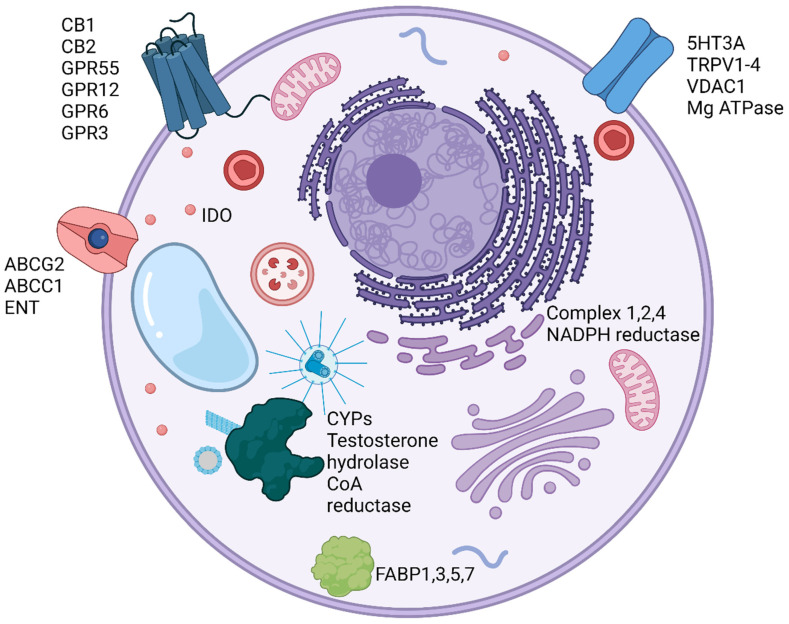 Molecular targets of CBD. Cellular proteins known to directly interact with CBD are shown. (Created with BioRender.com).