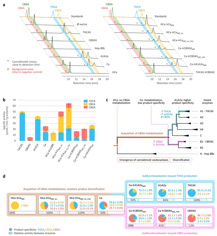 Activity and selectivity of cannabinoid oxidocyclases. (a) Functional screening: High‐performance liquid chromatography (HPLC) separation profiles of extant, ancestral (left), and hybrid enzymes (right), incubated in the presence of CBGA. Cannabinoids were identified by comparison to standard molecules. An empty vector (Ø) was used as a negative control. (b) Specific activity of the enzymes able to metabolise CBGA. All incubations were performed in triplicates; error bars represent the standard deviation. (c) Functional evolution of cannabinoid oxidocyclases. Results from panels (a, b) were placed in the context of the BBL phylogeny. The gene tree was drawn based on Figure S1; the branch lengths reflect the relative number of substitutions per site. (d) Emergence of CBGA metabolisation and partitioning of Ca activity. The relative activities (grey bars) and product specificities (pie charts) of each enzyme were determined based on the results displayed in panel (b). Note that the hybrids are artificial and do not necessarily reflect ‘real’ evolutionary steps. Abbreviated molecules: CBCA, cannabichromenic acid; CBDA, cannabidiolic acid; CBGA, cannabigerolic acid; THCA, (−)‐trans‐Δ9‐tetrahydrocannabinolic acid.
