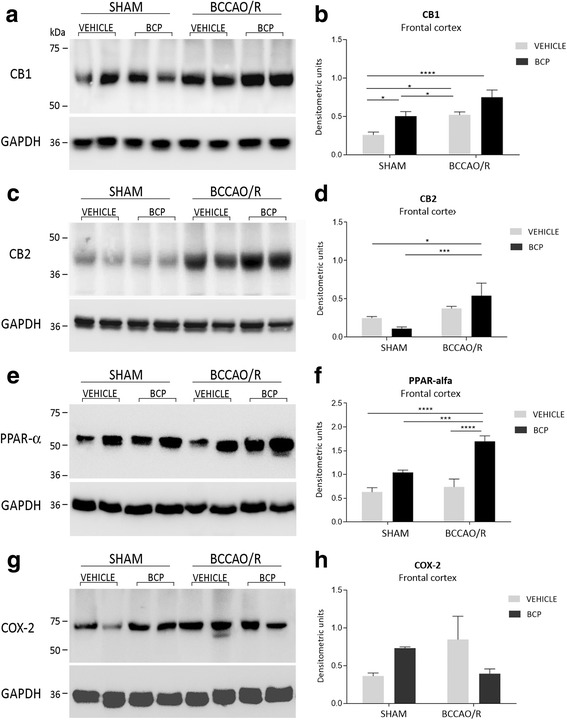 Western blot analysis of CB1 (a, b), CB2 (c, d), peroxisome-proliferator activated receptor-alpha (PPAR-alpha) (e, f) and cyclooxygenase-2 (COX-2) (g, h) in the frontal cortex of sham and bilateral common carotid artery occlusion followed by reperfusion (BCCAO/R) vehicle and BCP-pre-treated rats. b, d: densitometric analysis of the band gray levels expressed as a percentage of the optical density (O.D.) ratio of bands immunostained for CB1, CB2, PPAR-alpha and COX-2 to those of GAPDH. Data are reported as mean values of 12 sham-operated+vehicle, 12 BCCAO/R+ vehicle rats, 10 BCP-pre-treated sham-operated and 10 BCP-pre-treated BCCAO/R rats. Error bars depict the standard error of mean (S.E.M.). Asterisks denote significant differences. Two-way ANOVA with the Bonferroni’s test for post-hoc analyses was applied to evaluate statistical differences between groups. P values < 0.05 were considered significant (refer to Table 1 for F and p values relevant to effects of BCCAO/R and BCP treatment and to interaction between them)