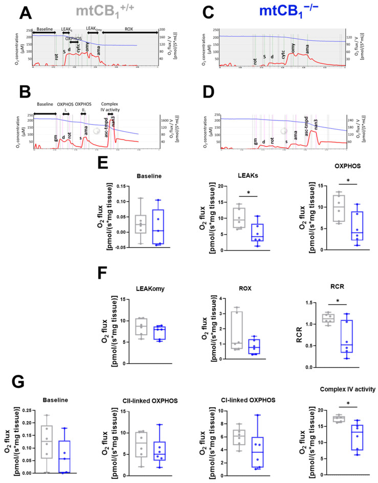 Mitochondrial function in skeletal muscles is altered following mtCB1 deletion. Representative traces of the short (A,C) and long (B,D) treatment protocol for mitochondrial respiration measurement performed on GA muscle fiber bundles. The traces indicate the chamber O2 concentrations (blue) and O2 consumption (red). (E) Baseline, LEAKS state, and oxidative phosphorylation (OXPHOS). (F) LEAKOmy states are presented as O2 flux (pmol/[s × mg tissue]). Residual oxygen consumption (ROX), and respiratory control ratio (RCR) are plotted as the ratio of OXPHOS and LEAKOmy status. (G) Measured baseline, Complex I-linked oxidative phosphorylation (Complex I), Complex II-linked oxidative phosphorylation (Complex II), and Complex IV respiratory activity (Complex IV) are presented as O2 flux (pmol/[s × mg tissue]). The box plots demonstrate the median (horizontal line in the box). GA fiber bundles were isolated from both legs of the given animal. N = 3 animals/group. * indicates statistical significance at p < 0.05.