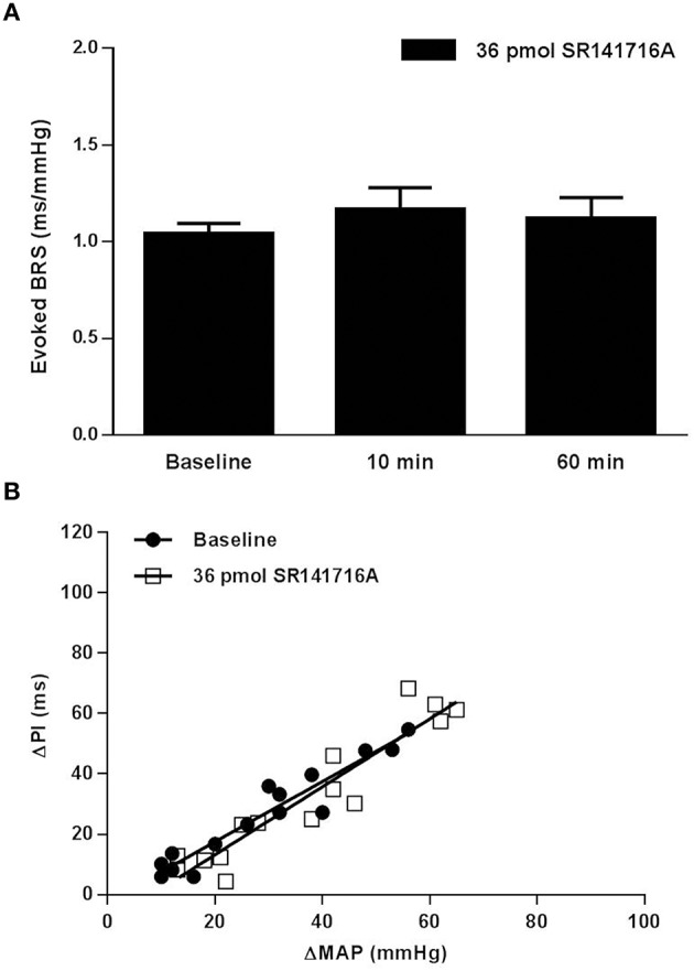 Effect of NTS microinjection of CB1 receptor antagonist SR141716A on BRS for control of HR evoked by phenylephrine in SD rats. (A) NTS microinjection of 36 pmol of SR141716A in SD rats did not significantly change BRS after 10 min, nor after 60 min in the same animals (n = 5). Note: only the 36-pmol dose of SR141716A was tested in SD rats. (B) The slope of the relationship between the increases in MAP produced by phenylephrine and the corresponding reflex bradycardia (ΔPI) does not show change from baseline in the linear regression slope 10 min following NTS microinjection of 36 pmol of SR141716A (1.00 ± 0.08 ms/mmHg baseline; 1.13 ± 0.11 ms/mmHg after 10 min; R2 = 0.84 to 0.92 for pooled data).