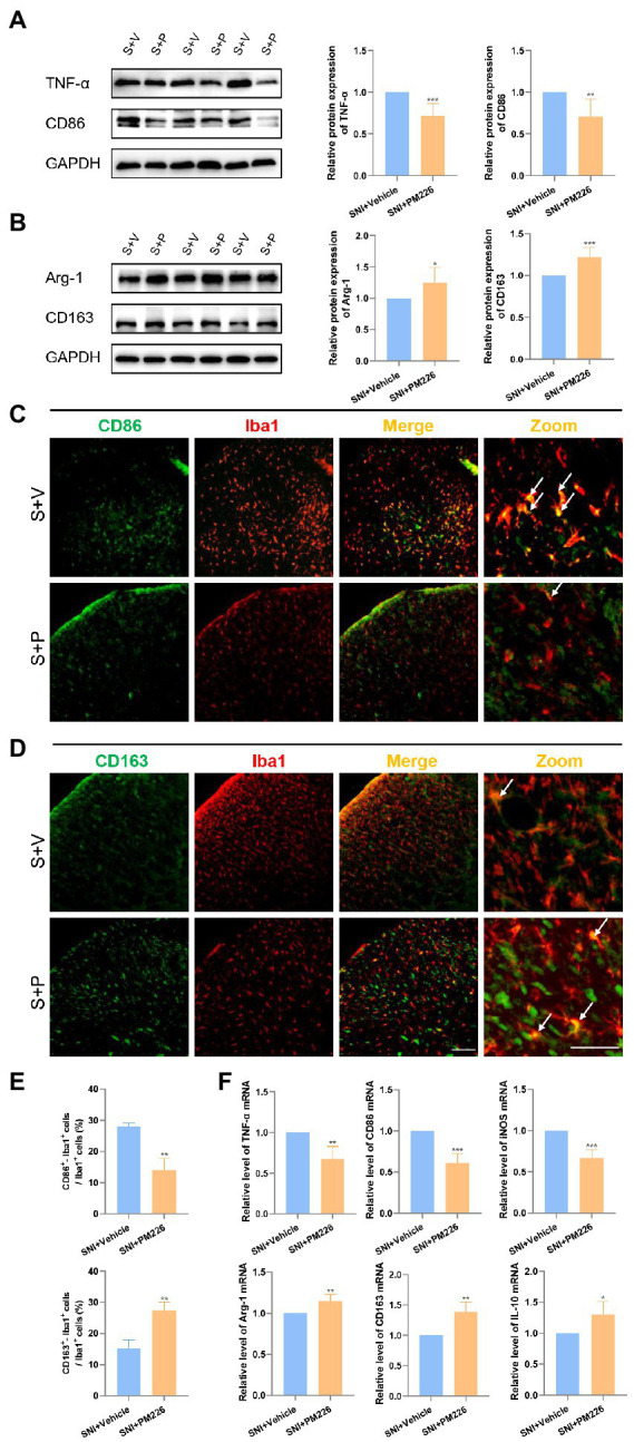 PM226 blocks the proinflammatory process and promotes microglia to be beneficial. (A) Western blot showed that the expression of TNF-α and CD86 was significantly decreased in the spinal dorsal cord after intrathecal administration for 7 days. (B) The expression of Arg-1 and CD163 was significantly increased in the spinal dorsal cord after intrathecal administration for 7 days. (*p < 0.05, **p < 0.01, ***p < 0.001 compared with SNI + Vehicle group, n = 6 in each group). (C) Double immunostaining of CD86 (green) and Iba1 (red) in the spinal dorsal horn. Arrows showed the representative merge of CD86 and Iba1. (D) Double immunostaining of CD163 (green) and Iba1 (red) in the spinal dorsal horn. Arrows showed the representative merge of CD163 and Iba1. Scale bars, 100 μm for lower magnification and 50 μm for higher magnification. (E) Histograms are quantifications of the percentage of CD86+−Iba1+ cells and CD163+−Iba1+ cells. Results for each group were obtained from three rats, and three micrographs from each sample. The average values of each sample were taken for statistics. (**p < 0.01 compared with SNI + Vehicle group). (F) The expression of TNF-α mRNA, CD86, and iNOS mRNA was significantly decreased and Arg-1, CD163, and IL-10 mRNA was increased in the spinal dorsal cords after intrathecal administration of PM226 for 7 days (*p < 0.05, **p < 0.01, ***p < 0.001 compared with SNI + Vehicle group, n = 4 in each group). S + V, SNI + Vehicle group; S + P, SNI + PM226 group.
