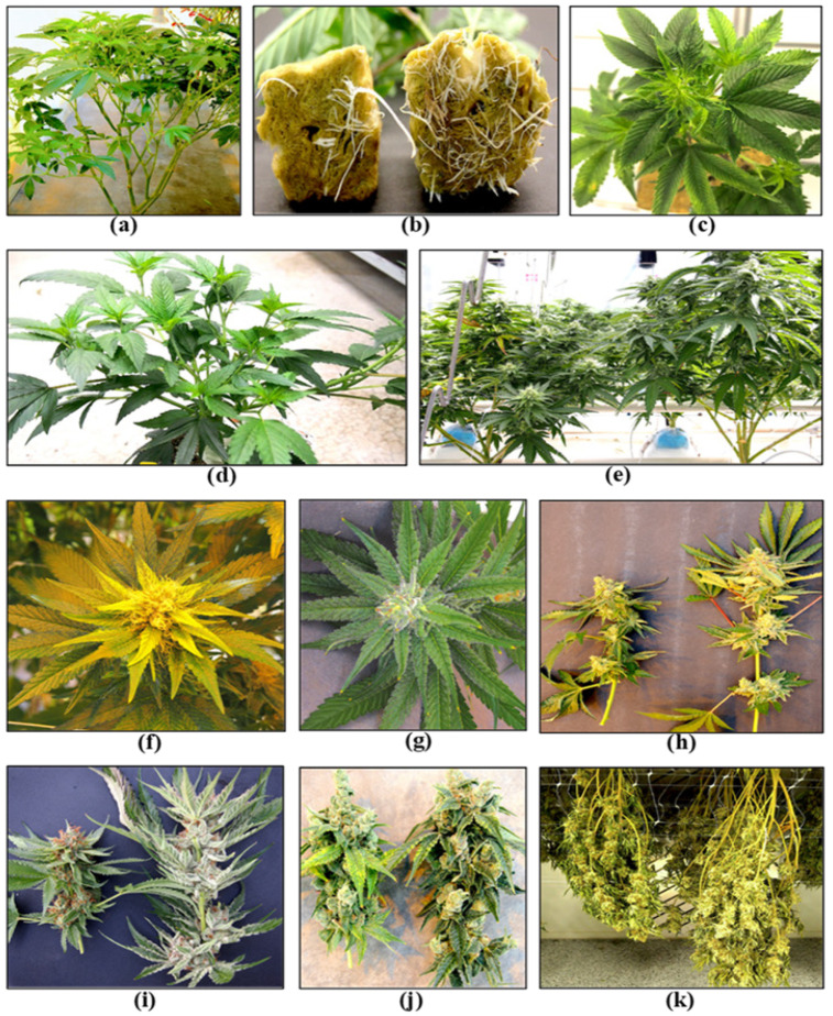 Symptoms of hop latent viroid infection during propagation, vegetative growth and flowering stages of the cannabis crop cycle. (a) Infected stock plants may show unthrifty growth and smaller leaves. (b) Comparison of root development on cuttings derived from an HLVd-infected stock plant (left) and a healthy plant (right). (c) Vegetative plants may show curling and distortion of the youngest leaves. (d) Lateral branching may be seen on HLVd-infected vegetative plants. (e) Stunted growth of HLVd-infected flowering plant (left) compared to a healthy plant (right). (f,g) HLVd-infected inflorescence with yellowing compared to a healthy one, respectively. (h–j) Reduced inflorescence development in three different genotypes of cannabis resulting from HLVd infection. (k) Dried inflorescences from an HLVd-infected plant (left) compared to a healthy plant (right). In all comparison photos, the infected plant is shown on the left.