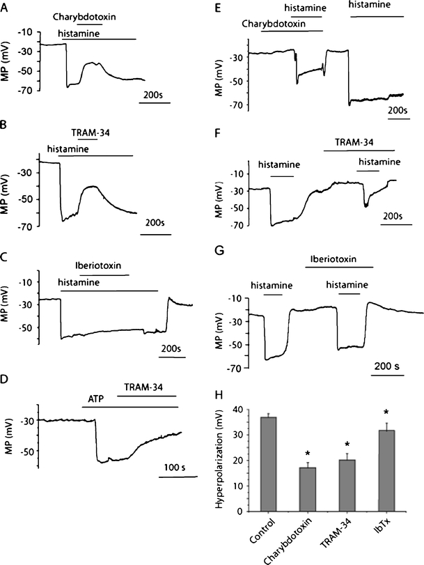 Effect of IKCa channel inhibitors on endothelial hyperpolarization. a Typical membrane potential recording showing the effect of charybdotoxin (100 nM) applied during the plateau phase of hyperpolarization to 10 μM histamine. b Typical membrane potential recording showing the effect of TRAM-34 (2 μM) applied during the plateau phase of hyperpolarization to 10 μM histamine. c Typical membrane potential recording showing the effect of iberiotoxin (200 nM) applied during the plateau phase of hyperpolarization to 10 μM histamine. d Typical membrane potential recording showing the effect of TRAM-34 (2 μM) applied during the plateau phase of hyperpolarization to 10 μM ATP. e Typical membrane potential recording showing the effect of preexposure to charybdotoxin (100 nM) on hyperpolarization to 10 μM histamine. f Typical membrane potential recording showing the effect of preexposure to TRAM-34 (2 μM) on hyperpolarization to 10 μM histamine. g Typical membrane potential recording showing the effect of preexposure to iberiotoxin (200 nM) on hyperpolarization to 10 μM histamine. h Statistical representation of the effect of charybdotoxin (100 nM; n = 4), TRAM-34 (2 μM; n = 5) and iberiotoxin (200 nM; n = 5) on peak hyperpolarization to 10 μM histamine (n = 11). *P < 0.05 vs control hyperpolarization