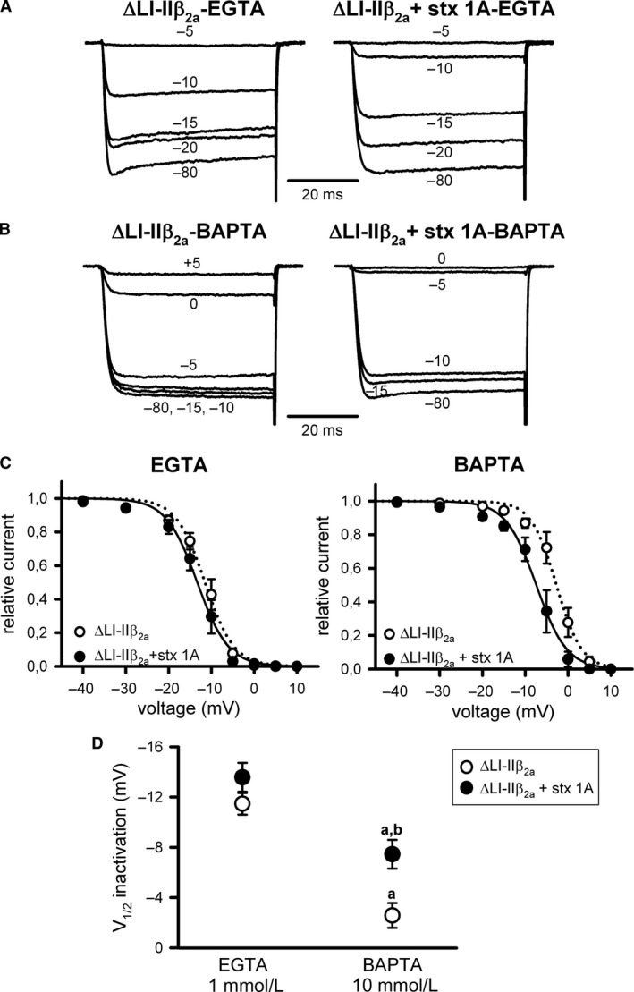 Steady‐state inactivation of CaV2.1 channels formed by mutant α 1A ΔLI‐II 451–457 and β 2a subunits remains Ca2+‐dependent and syntaxin‐1A‐insensitive. Representative normalized Ca2+ current traces recorded at intermediate (1 mmol/L EGTA) (A) or high (10 mmol/L BAPTA) (B) intracellular Ca2+‐buffering conditions from a HEK 293 cell expressing CaV2.1 channels composed of mutant ΔLI‐II 451–457 α 1A, β 2a, and α 2 δ subunits (ΔLI‐II β 2a) either in the absence (left) or presence (right) of syntaxin‐1A (stx 1A). Currents were elicited by 50‐ms depolarizing steps to +20 mV applied after 30‐sec depolarizing prepulses to the indicated voltages. Amplitudes of currents elicited by test pulses to +20 mV after the different prepulses were normalized to the maximum current amplitude obtained after a 30‐sec prepulse to −80 mV in order to generate the corresponding mean steady‐state inactivation curves (C), which were fitted to a single Boltzmann function (see Methods, eq. (1)) to estimate the half‐inactivation potentials (V1/2 inactivation) (D) for mutant ΔLI‐II 451–457 CaV2.1 mutant channels containing the β 2a subunit (ΔLI‐II β 2a) in the absence (open circles) or presence (filled circles) of syntaxin‐1A (stx 1A), at the above indicated intracellular Ca2+‐buffering conditions. Average V1/2 inact and kinact values at intermediate Ca2+‐buffering condition (1 mmol/L EGTA) were (in mV): ΔLI‐II β 2a (open circles, n = 8) −11.47 ± 0.86 and −2.87 ± 0.5; ΔLI‐II β 2a + stx 1A (filled circles, n = 9) −13.57 ± 1.15 and −2.73 ± 0.44, respectively. At high Ca2+‐buffering condition (10 mmol/L BAPTA), average V1/2 inact and kinact values were (in mV): ΔLI‐II β 2a (open circles, n = 9) −2.58 ± 0.99 and −2.05 ± 0.43; ΔLI‐II β 2a + stx 1A (filled circles, n = 9) −7.45 ± 1.15 and −2.12 ± 0.51, respectively. a: P < 0.001 when compared to the intermediate Ca2+‐buffering condition (1 mmol/L EGTA); b: P < 0.01 versus the corresponding control condition (absence of syntaxin‐1A). No significant difference was found for kinact values (ANOVA P = 0.51).