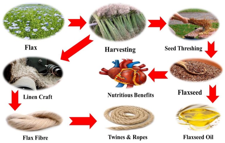 A schematic diagram from the flax field to flax applications.