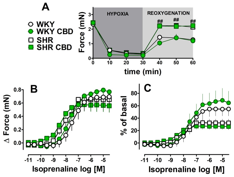 Influence of chronic treatment with cannabidiol (CBD) (every 24 h for 14 days, i.p., 10 mg/kg) on the force of contractions of atria isolated from spontaneously hypertensive (SHR) rats and their normotensive control (WKY) undergoing hypoxia/reoxygenation (H/R) with followed stimulation with isoprenaline (ISO; 0.01 nM–30 μM). (A) time course of hypoxia and reoxygenation; positive inotropic response to ISO: (B) expressed as changes in force (delta) of contractions, (C) expressed as percentages of basal values. Data are given as the means ± SEM of 5–7 rats. ## p < 0.001; SHR significantly different from WKY, one-way analysis of variance (ANOVA) with Bonferroni post hoc test.