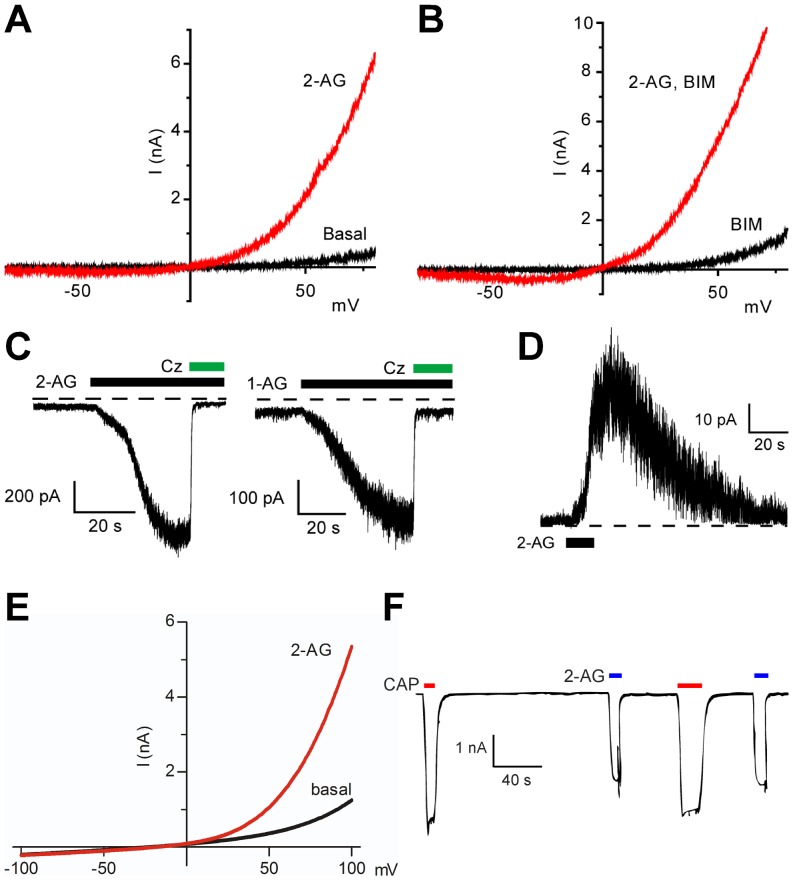 2-Arachidonoylglycerol and 1-arachidonoylglycerol activate heterologously expressed rat and human TRPV1.Current-voltage relationships after application of vehicle (Basal) or 2-arachidonoylglycerol (2-AG, 10 µM) to rat TRPV1-expressing CHO cells in the absence (A) and presence (B) of the protein kinase C inhibitor bisindoylmaleimide IV (BIM; 10 µM). Each current-voltage curve is representative of 3 cells. (C) Current traces showing responses to 10 µM 2-AG (left) and 10 µM 1-arachidonoyl glycerol (1-AG, right) in rat TRPV1-expressing CHO cells at a holding potential of −60 mV. Application of 10 µM of the TRPV1 antagonist capsazepine (Cz) immediately reversed the inward currents. (D) Excised inside-out patches from rat TRPV1-expressing CHO cells responded to 10 µM 2-AG with robust outward currents at a membrane potential of +60 mV. (E) Current-voltage relationships before and after application of 2-AG (10 µM) in HEK293 cells stably expressing human TRPV1. (F) Inward currents in HEK293 cells transiently expressing human TRPV1 at a holding potential of −50 mV. Traces show inward currents elicited by 2 µM capsaicin (CAP) and 10 µM 2-AG in a calcium free solution. Exposure to capsaicin and 2-AG a second time produced currents of similar magnitude. Data are presented as mean ± s.e.m. Kruskal-Wallis one-way ANOVA followed by Dunn's post hoc test was used for comparing groups of data. **P<0.01, ***P<0.001.