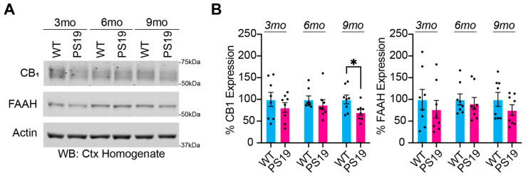 PS19 mice have decreased CB1 and FAAH expression. (A) Western blot analysis of cortical homogenate samples showing CB1 and FAAH in WT and PS19 mice at 3, 6, and 9 months. (B) Quantification of cortical CB1 and FAAH proteins in WT and PS19 mice at 3, 6, and 9 months. N = 8 per genotype. * p < 0.05. Unpaired two-tailed Student’s t-test. Error bars indicate ± SEM.
