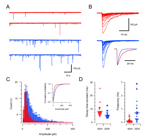 GlyR-mediated synaptic transmission in the SDH and DDH. A representative traces showing continuous recordings of GlyR-mediated mIPSCs (holding potential - 70 mV) in the presence of TTX (1 μm), CNQX (10 μm), and bicuculline (10 μm) from an SDH (red traces) and a DDH neuron (blue traces). Note mIPSC frequency is considerably higher in DDH neurons. B individual mIPSCs from traces in A (aligned at rise onset) showing the amplitude variability in GlyR-mediated mIPSCs recorded in both the SDH (red traces) and DDH (blue traces). Inset shows averaged mIPSCs normalised to the same amplitude (same neurons in A). Note the slower decay time of GlyR-mediated mIPSCs in SDH neurons. C overlayed histograms comparing amplitude distributions of GlyR-mediated mIPSCs in SDH (red) and DDH (blue) neurons (n = 25 neurons for SDH and DDH). In the SDH distribution, only 10% of mIPSCs have amplitudes greater than 50 pA, whereas 35% of the mIPSCs in the DDH distribution are greater than 50 pA. Inset shows data presented as cumulative probability plots. D plots comparing group data for GlyR-mediated mIPSC decay time-constant and frequency in SDH and DDH neurons. GlyR-mediated mIPSC decay time-constants were slower and mIPSC frequency was lower in SDH neurons.