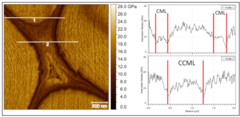 Middle lamella cell corner in jute fibers. Two profiles (in white) are marked on the indentation modulus mapping, and graphics extracted are shown on the right. The middle lamella cell corner (CCML) shows an increment of the values of indentation modulus from the edge, near the fiber cells, to the core.