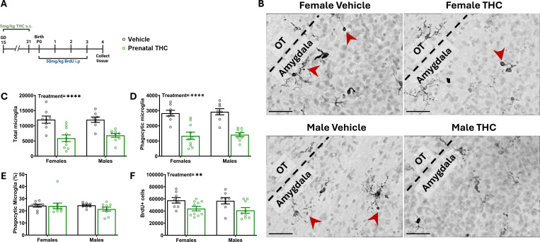 Prenatal exposure to THC diminishes microglial population transiently during developmentA. Schematic showing treatment paradigm, timeline, and legend for C-F.B. Representative 100x images of Nissl and Iba1 labeling from P4 developing amygdala. Black dashed line denotes boundary between amygdala and OT as landmark. Red arrowheads indicate phagocytic microglia. Scale bars represent 40 μm.C. Quantification of the total number of all microglia. Two-way ANOVA showed main effect of treatment with THC exposure decreasing the number of microglia (F (1, 31) = 33.76; P<0.0001). n= 8–10 rats per sex per treatment. ****P < 0.0001D. Quantification of the number of phagocytic microglia. Two-way ANOVA showed main effect of treatment with THC exposure decreasing the number of phagocytic microglia (F (1, 31) = 57.16; P<0.0001) n= 8–10 rats per sex per treatment. ****P < 0.0001E. Quantification of the percentage of microglia that are phagocytic. Two-way ANOVA showed no interaction or main effects of sex or treatment. n= 8–10 rats per sex per treatment.F. Quantification of the total number of BrdU+ cells. Two-way ANOVA showed main effect of treatment with prenatal THC decreasing the total number of BrdU+ cells (F (1, 31) = 10.65; P=0.0027). n= 8–10 rats per sex per treatment. **P < 0.01