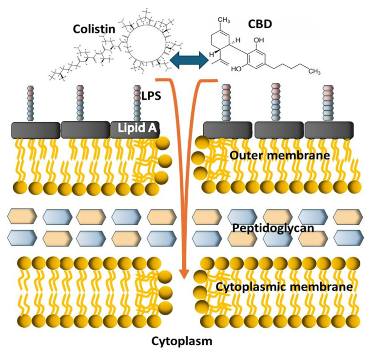 Schematic cartoon depicting the possible mode of action of the colistin–CBD combination on Gram-negative bacteria. The two molecules strongly interact with each other and then act together on the bacterial membranes at the first step of the bactericidal process.