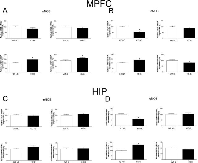 Expression of neuronal nitric oxide synthase (nNOS) and endothelial nitric oxide synthase (eNOS) mRNA in the medial prefrontal cortex (MPFC) (A-B) and hippocampus (HIP) (C-D) of wild-type (WT) and inducible nitric oxide synthase (iNOS) KO mice. A) In the MPFC, conditioning (C) increase nNOS mRNA in KO mice compared with KO nonconditioned mice (NC), and KO C presented higher mRNA nNOS levels than WT C (n=7–8/group). B) In the MPFC, KO NC presented lower eNOS mRNA than WT NC, and conditioning increased eNOS mRNA in KO mice compared with KO NC, although KO C presented lower eNOS mRNA than WT C (n=6–8/group). C) In the HIP, there was no difference in the expression of nNOS mRNA. D) In the HIP, KO NC presented lower eNOS mRNA than WT NC, whereas conditioning increased eNOS mRNA in KO mice compared with KO NC (n=5–8/group). Results are expressed as percentage means±SEM of control values. Student’s t test, *P<.05.