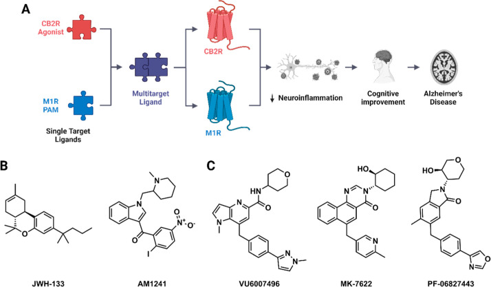Design and mechanism of multitarget ligands targeting CB2R and M1R for Alzheimer’s Disease. (A) Schematic representation of the dual-target strategy, illustrating modulation of CB2R agonist and M1R PAM pathways in Alzheimer’s disease management. (B) Representative chemical structures of CB2R agonists. (C) Representative chemical structures of M1R PAMs. Created in BioRender. Isawi, I. (2026) https://BioRender.com/15n0uqd
