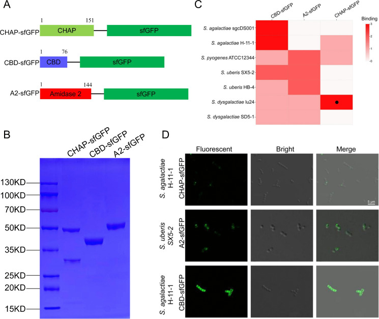 Experimental analysis of Lys1459 fusion proteins with sfGFP showing protein constructs, SDS-PAGE purification, and confocal microscopy of bacterial binding with variable fluorescence intensities across CHAP, A2, and CBD domains.