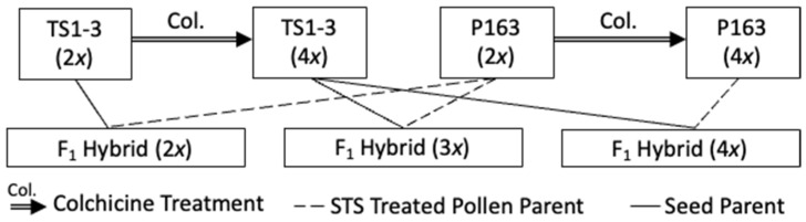 Crossing combinations used to produce diploid, triploid, and tetraploid F1 hybrid C. sativa plants. Colchicine treatments were applied on commercial inbred lines ‘TS1-3’ and ‘P163’ to produce tetraploid versions. The silver thiosulfate (STS) treatment was applied to ‘P163’ and ‘P163 (4x)’ plants to produce viable pollen. The diploid, triploid, and tetraploid F1 hybrids were made from crossing combinations of TS1-3 (2x) × P163 (2x), TS1-3 (4x) × P163 (2x), and TS1-3 (4x) × P163 (4x).