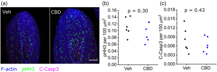CBD treatment does not alter neuroepithelial proliferation or apoptosis. (a) Representative maximum projections of whole‐mount labeled PNPs from a vehicle and littermate CBD‐treated embryo. Scale bar = 100 μm. (b, c) Quantification of (b) phospho‐histone H3 and (c) cleaved caspase‐3 labeled cells normalized to PNP area in vehicle and 30 μM CBD‐treated embryos. Points represent individual embryos. CBD, Cannabidiol; PNP, posterior neuropore