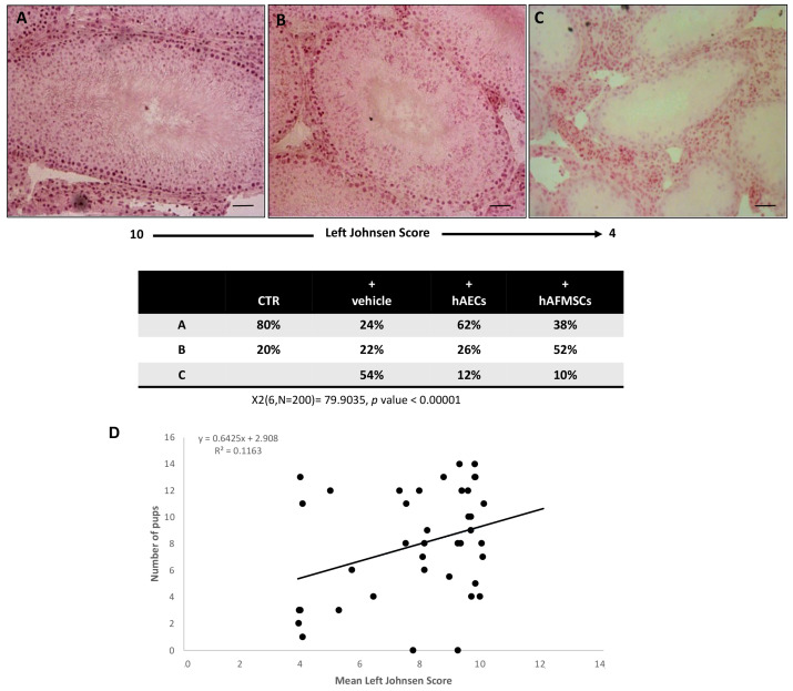 Morphological analysis and correlation between Johnsen score and fertility rate. Examples of H&E-stained sections photomicrographs of left testes performed to assess the Johnsen scores. (A) High Johnsen score ranging from 9 to 10 obtained in testes displaying a complete spermatogenesis with many spermatozoa and a conserved seminiferous epithelium. (B) Intermediate Johnsen score ranging from 8 to 5 displaying incomplete spermatogenesis with many spermatids and some disorganization foci in the germinal epithelium; (C) low Johnsen score of <4 belonging to testes with a compromised spermatogenesis with only few spermatocytes inside a damaged seminipherous epithelium with many disorganization foci. Scale bars = 100 μm. Chi square test was performed; X2 (6, N = 200) = 79.9035, p-Value < 0.00001. (D) Regression analysis of Johnsen score values vs. the mean fertility rate; R2 = 0.1163.