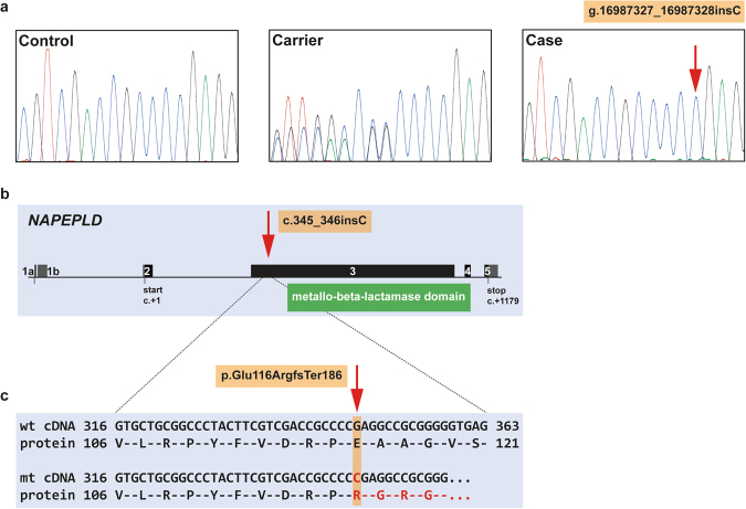The NAPEPLD frameshift variant detected in LEMP-affected Rottweilers. (a) Chromatograms of wild type, carrier, and an affected dog indicate the c.345_346insC variant. (b,c) The schematic representation of the canine NAPEPLD gene indicates that the 1 bp insertion is located in exon 3 and leads to a frameshift which is predicted to produce a novel 186 amino acid long C-terminus of NAPEPLD and replaces the metallo-beta-lactamase domain of the wild type protein.