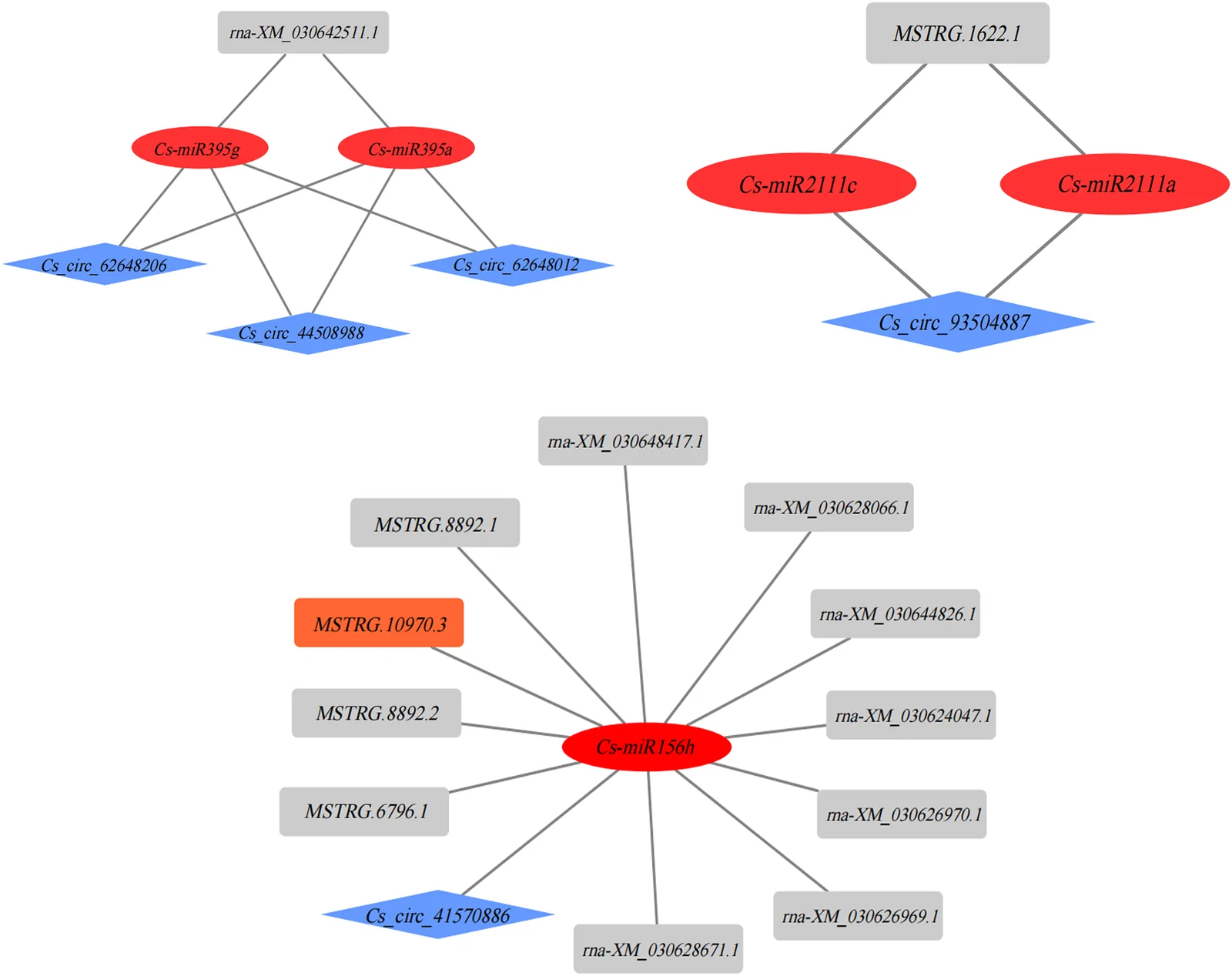 Biological network diagram showing three clusters representing relationships among genes, microRNAs, and circular RNAs. Rectangles and rhombuses in gray and blue denote different gene and RNA types, while red ovals highlight key microRNAs at cluster centers. Lines connect interacting elements.
