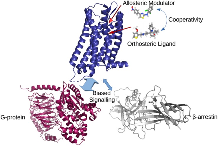 A cartoon representation of the effects of different ligands on a GPCR. The cooperativity between allosteric and orthosteric ligands can shift their affinities for the receptor, and/or bias the GPCR coupling to a particular intracellular partner.