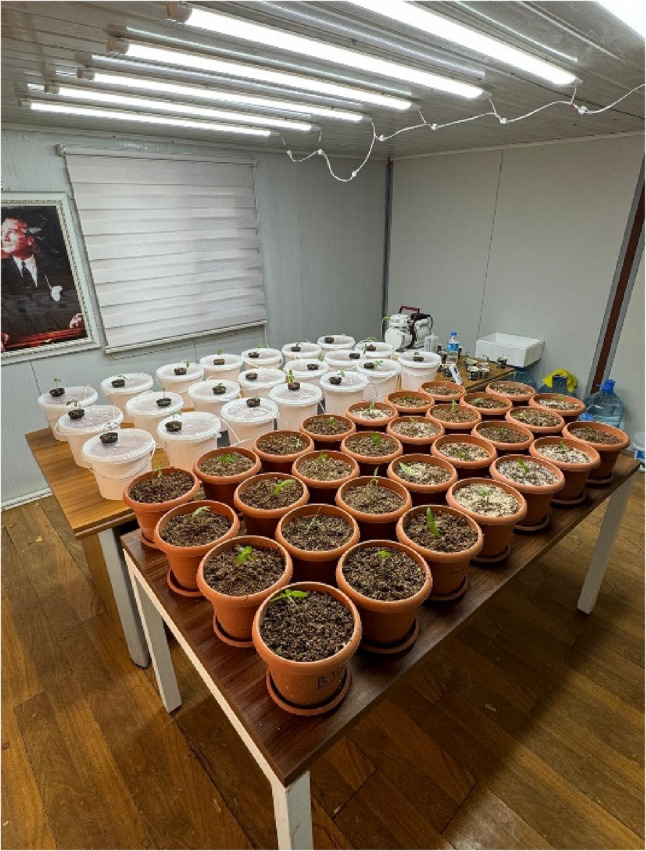 Plant growth room