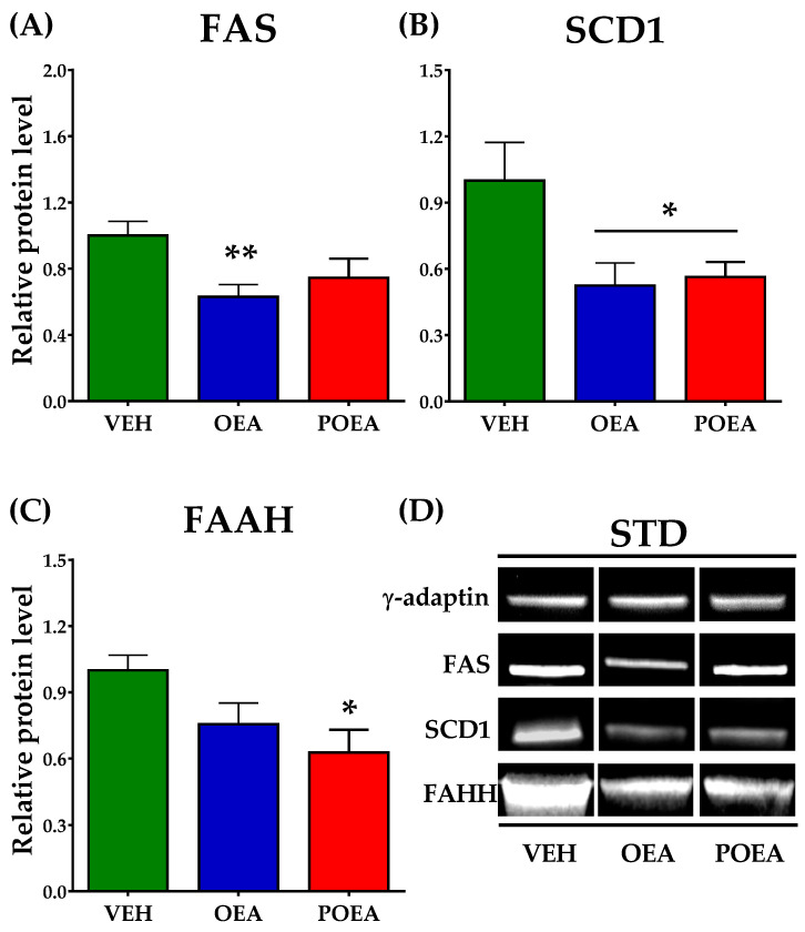 Analysis of liver protein expression of lipogenic enzymes and N-acylethanolamines (NAEs) degrading enzyme after sub-chronic (15 days) administration of a 10 mg/kg dose of either oleoylethanolamide (OEA) or palmitoleylethanolamide (POEA) in standard diet (STD)-fed Sprague–Dawley rats. Fatty acid synthase (FAS) (A), stearoyl-CoA desaturase (SCD1) (B), and fatty acid amide hydrolase (FAAH) (C) were analyzed by imaging densitometry. The bars show the results from six independent samples for each treatment group. (D) Representative images of Western blot analysis of liver samples for each treatment. The corresponding expression of γ-adaptin is showed as a loading control per lane. All samples were derived at the same time and processed in parallel. The bars were determined the means and corrected for γ-adaptin protein as reference ± standard error of the mean (SEM) (n = 6 samples per group). Unpaired t-test: (*) p < 0.05 and (**) p < 0.01 vs. vehicle (VEH) group.