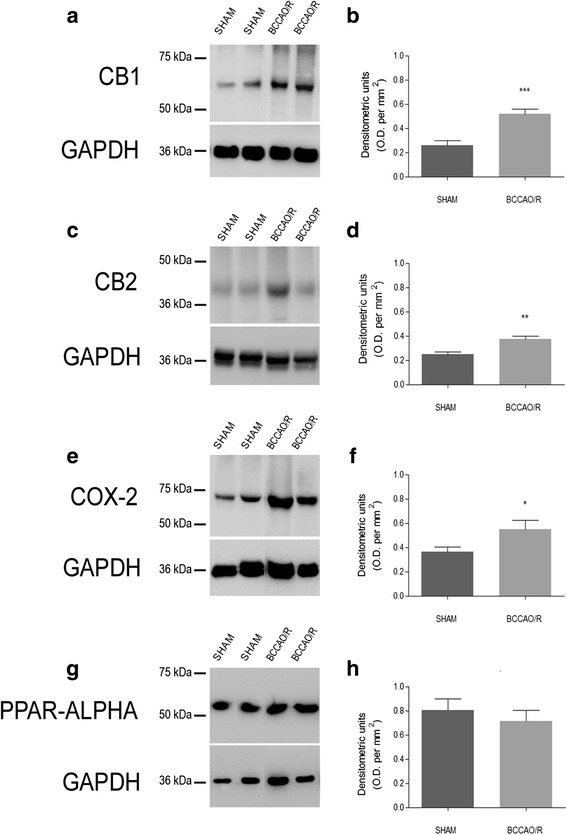 Western Blot analysis. Cannabinoid receptors CB1 (a, b) and CB2 (c, d), cyclooxygenase-2 (COX-2) (e, f) and peroxisome-proliferator activated receptor-alpha (PPAR-alpha) (g, h) in the frontal cortex of sham and bilateral common carotid artery occlusion followed by reperfusion (BCCAO/R) rats. b, d, f, h: densitometric analysis of the band gray levels expressed as a percentage of the optical density (O.D.) ratio of immunostained bands to those of GAPDH. Data are reported as mean values of 12 sham-operated and 12 BCCAO/R rats. Error bars depict S.D. Unpaired Student’s t test: *p < 0.05