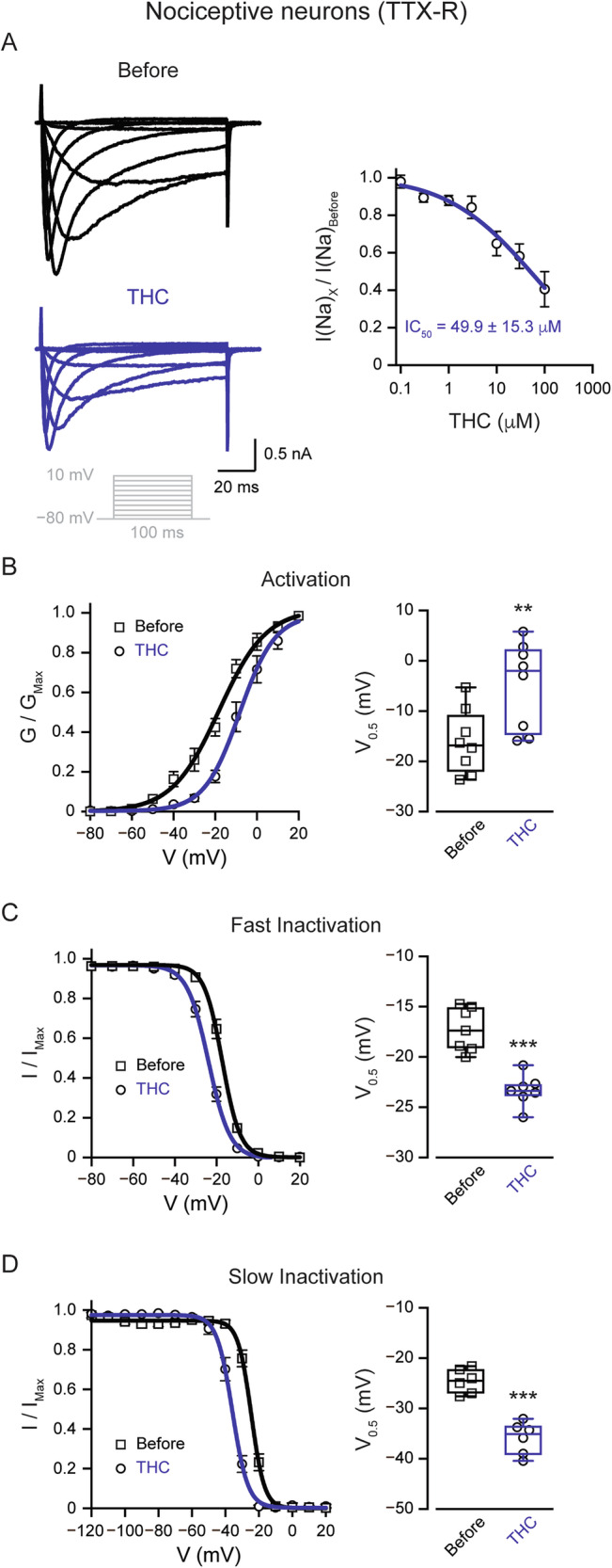 THC inhibits nociceptive sodium currents.A Right: Representative whole-cell voltage-clamp recording of TTX-R sodium currents from acutely dissociated rat nociceptive TG neurons before (upper) and after exposure to THC (10 µM; lower). Currents were elicited by depolarizing steps from a holding potential of −80 mV to 10 mV in 10 mV increments (inset). Left: Concentration-response relationship of TTX-R sodium currents amplitude (normalized to the current before the application of THC) following 4 min of exposure to THC at the indicated concentrations. The solid line represents the fit of the Hill equation. B–C Left: G/Gmax (activation; (B) and I/Imax (availability; (C) curves for TTX-R sodium current before (squares) and 4 min after the application of 10 μM THC (circles). Note that THC induced a rightward shift in activation and a leftward shift in inactivation. To assess the voltage dependence of activation, 100-ms depolarizing steps were applied to a range of test potentials in 10 mV increments, from a holding potential of −80 mV to +30 mV. For the voltage dependence of fast inactivation, a double pulse protocol was used: a prepulse (Vcond) was held constant at 120 ms and its amplitude was varied between −120 and +20 mV. Itest was assessed by stepping to 0 mV for 20 ms. The membrane was held at −80 mV. Right: Box plot and individual paired values of V0.5 of activation (B) and inactivation (C). Paired Student’s t test when **, p ≤ 0.01; ***, p ≤ 0.001. D Left: Voltage-dependence of TTX-R sodium currents steady-state channel availability (Fraction available, I/Imax, plotted as a function of conditioning pulse voltage) before (squares) and 4 min (circles) after the application of 10 μM THC. Vcond was held constant at 10 s, and its amplitude was varied between −120 and 0 mV. 100 ms step to −120 mV was applied before Vtest. Itest was evoked by stepping to +10 mV for 5 ms. The membrane was held at −120 mV. Solid lines: fits to the Boltzmann function. Note a substantial decrease in channel availability following the treatment with THC. Right: Box plot and individual paired values of V0.5 of voltage-dependence of steady-state channel availability before and 4 min after the application of 10 μM THC. Paired Student’s t test when ***, p ≤ 0.001.
