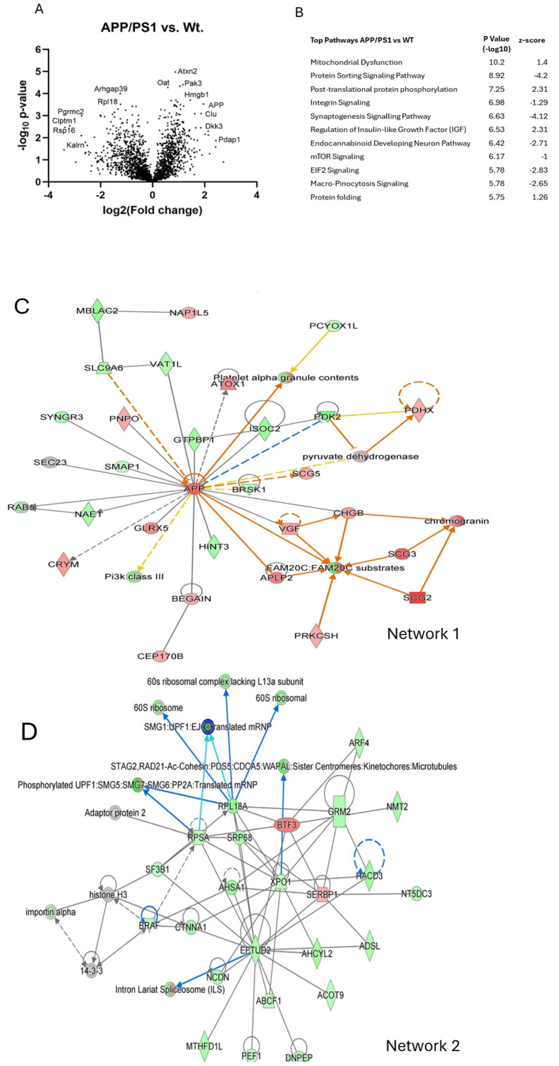 Network and pathway analysis of vehicle-treated APP/PS1 genotype on cortical protein expression levels compared to vehicle-treated WT controls. (A) Volcano plot, data presented as Log2 (fold change) versus -Log10 (p-value). Statistical significance set using unpaired Student’s t-tests. (B) Canonical pathways (ranked by p-value; with positive and negative Z-scores predicting activation and inhibition, respectively) highlight predicted inhibition of protein sorting, endocannabinoid, micropinocytosis, and synaptogenesis signalling with increased mitochondrial dysfunction. (C) Networks: data were imputed into Ingenuity Pathway Analysis (by Qiagen) and ranked by p-value and Z-score. The main enriched network (ranked by p-value) altered in APP/PS1 vs. WT mice shows a central node to be APP (which is involved in the predicted activation (orange arrows) of Fam20C proteins and platelet alpha granule release). Of note, increased expression of APLP2 and Scg2 converges to result in predicted activation of Fam-20 substrates. (D) The second highest network (ranked by p-value) demonstrates decreased expression of Eftud2 (a key spliceosomal protein) regulating other proteins associated with ribosomal function and protein synthesis. (E) The third highest network (ranked by p-value) highlights endosome to Golgi apparatus protein trafficking (retromer inhibition) in addition to predicted Sec22b inhibition of cargo transport in vesicles which complex with SNARE. See Figure 7 for the prediction legend.