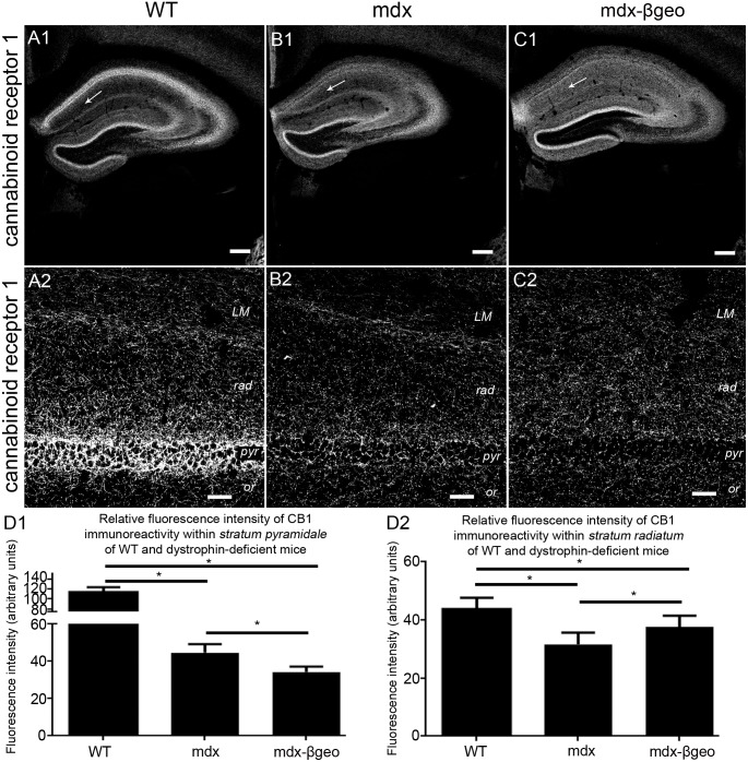 Localisation and quantification of CB1 immunoreactivity within the hippocampus of WT and dystrophin-deficient mice, reacted and imaged under identical conditions.(A) shows the pattern of CB1 immunoreactivity within the hippocampus of WT mouse tissue. (A 1) an overview of the entire hippocampus demonstrating the prototypical enrichment of VGAT immunoreactivity within the cell body regions of the hippocampus compared to one of the dendritic regions (arrow). (A 2) a magnified view of the CA1 sub-field confirming the enrichment of CB1 immunoreactivity in stratum pyramidale compared with the dendritic regions. (B) and (C) show the pattern of CB1 immunoreactivity within the hippocampus of mdx and mdxβgeo mouse tissue respectively, reacted and imaged under conditions identical to those for the WT tissue. Note the significant level of signal within the dendritic layers, particularly in mdxβgeo mouse tissue (arrow). Whilst the enrichment within (B 2, C 2) stratum pyramidale is still evident, the level of signal is significantly lower compared to WT. (D 1) quantification of the intensity of CB1 immunoreactivity within stratum pyramidale of WT, mdx and mdxβgeo tissue. (D 2) quantification of the intensity of CB1 immunoreactivity in the stratum radiatum of WT, mdx and mdxβgeo tissue. Bars represent the means and lines the SEM. *P<0.05; ANOVA with Tukey’s posthoc test; N = 3 animals. Scale bars (A1, B1, C1) 200 µm; (A2, B2, C2) 40 µm.