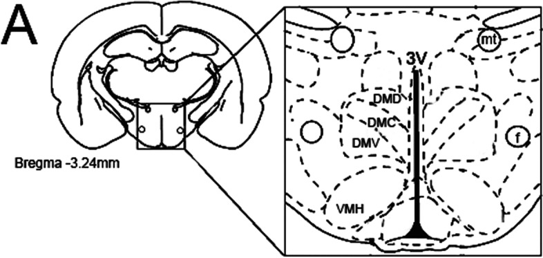 The schematic illustration from the rat brain atlas (Paxinos and Watson, 2005) showing the hypothalamus section taken for the immunohistochemical studies (Panel A). A representative illustration depicting the location of the relative density of c-Fos and NeuN expression in the hypothalamus. Drawing obtained from Paxinos and Watson's Atlas (2005)