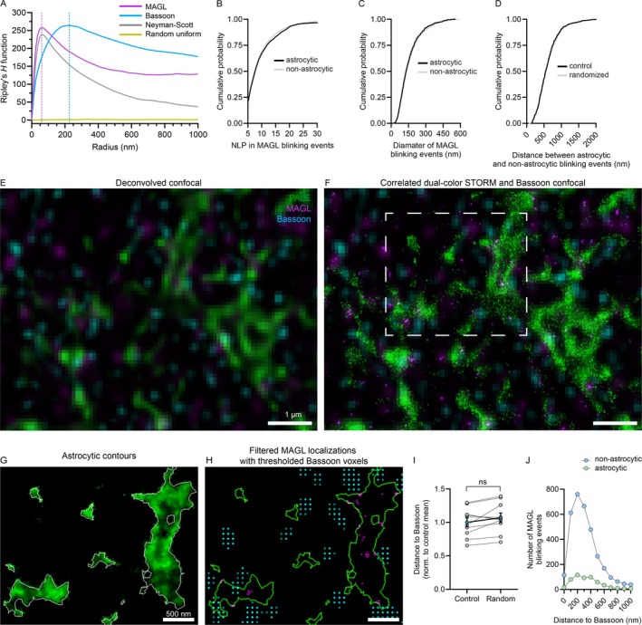 Synapse‐independent nanoscale MAGL localizations are randomly distributed in astrocytic processes. (A) Ripley's H function of MAGL and Bassoon. MAGL shows a clustered distribution compared to its randomized control, with a prominent peak around 60 nm, that is much lower than the ~225 nm of the active zone marker protein Bassoon. However, simulated point clusters (Neyman‐Scott process) also have similar spatial characteristics, suggesting that these point clusters arise from multiple blinking during STORM imaging. We will refer to them as “blinking events” in the following. (B) Astrocytic and non‐astrocytic MAGL blinking events are composed of a similar number of localization points (astrocytic n = 715 and non‐astrocytic n = 4159 blinking events from 10 images from 3 animals, two‐sample Kolmogorov–Smirnov test, d = 0.03, p = 0.58). Blinking events were identified by the DBSCAN clustering method. (C) Astrocytic and non‐astrocytic MAGL blinking events have similar diameters as determined by the maximal xy distance between localization points belonging to the same blinking event (astrocytic n = 715 and non‐astrocytic n = 4159, two‐sample Kolmogorov–Smirnov test, d = 0.04, p = 0.38). (D) The nearest inter‐cluster distance between astrocytic and non‐astrocytic MAGL blinking events shows a similar distribution to their randomized controls, where non‐astrocytic blinking events were randomized in the imaging field excluding the astrocytic ROIs (astrocytic n = 507 and non‐astrocytic n = 4823 blinking events from 11 images from 3 animals, two‐sample Kolmogorov–Smirnov test, d = 0.03, p = 0.71). (E) High‐resolution deconvolved confocal image of a PALE‐labeled astrocyte, MAGL, and the active zone marker Bassoon. (F) STORM super‐resolution image of the labeled astrocyte and MAGL from the corresponding field of view superimposed onto the Bassoon confocal image. (G) Visualization of astrocytic contours based on the Voronoi tessellation method. (H) Identification of astrocytic MAGL blinking events and synaptic release sites labeled by Bassoon. For clarity, thresholded Bassoon voxels were filtered to 300 nm distance from the focal plane (i.e., the same volume from where the STORM localization points are detected) and are shown as cyan spheres. (I) Comparison of the nearest neighbor distances of MAGL blinking events to Bassoon voxels in control versus randomized datasets (n = 10 images from 3 animals, Wilcoxon signed‐rank test, p = 0.11. Mean is shown in cyan with errors as ± SEM). (J) Distance distribution of astrocytic and non‐astrocytic MAGL blinking events to Bassoon voxels. The same dataset was analyzed as in (I). Non‐astrocytic localizations were identified as the ones outside of astrocytic contours (n = 3377 non‐astrocytic and 546 astrocytic MAGL blinking events).