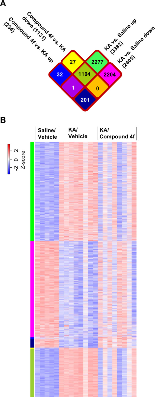 Comparison of altered gene expression across groups of saline/vehicle-, KA/vehicle-, and KA/compound 4f-treated mice.(A) Venn diagram showing the number of genes showing fold change (FC) ≥ 1.2 and false discovery rate < 0.05 among all groups of treated mice. KA, kainic acid. (B) Heatmap showing the gene expression changes (blue indicates FC ≤ −1.2; red indicates FC ≥ 1.2) in each mouse in saline/vehicle-, KA/vehicle-, and KA/compound 4f-treated groups. Colors in the left of heat map are corresponding to those in the above-mentioned Venn diagram.