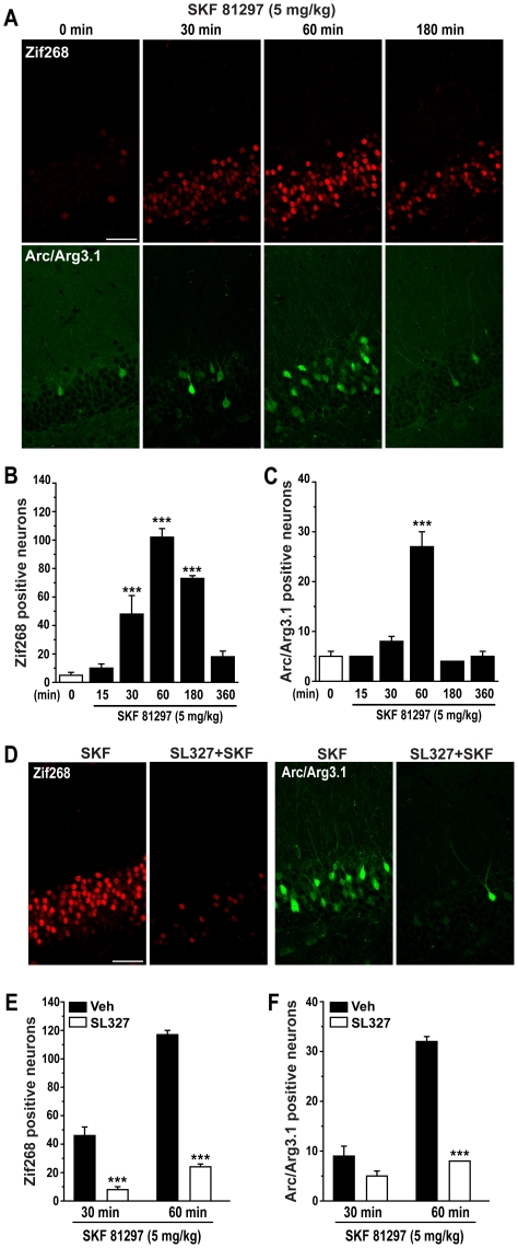 Zif268 and Arc/Arg3.1 expression induced by SKF 81297 is dependent on ERK activation.(A) Single confocal sections showing immunofluorescence detection of Zif268 and Arc/Arg3.1 protein expression at various times after SKF 81297 (5.0 mg/kg, i.p.) injection. Scale bar: 40 µm. (B and C) Quantification of Zif268 and Arc/Arg3.1 immunoreactive neurons in mice treated with vehicle or SKF 81297 (5.0 mg/kg, i.p.) at various time points. Data (means ± SEM; n = 3–6 mice per group) were analyzed using one-way ANOVA: Zif268 (F(5,12) = 36.50; p<0.001), Arc/Arg3.1 (F(5,21) = 23.50; p<0.001). (D) Immunohistochemical detection of Zif268 and Arc/Arg3.1 and protein expression in the granule cell layer of mice treated with SKF 81297 (5.0 mg/kg) alone or in combination with SL327 (50 mg/kg, i.p.). Scale bar: 40 µm. (E and F) Quantification of Zif268 and Arc/Arg3.1 immunoreactive neurons in mice treated with SKF 81297 (5.0 mg/kg) alone or in combination with SL327 (50 mg/kg, i.p.) at two time points. Data (means ± SEM; n = 3–4 mice per group) were analyzed using two-way ANOVA: Zif268, effect of time (F(1,10) = 105.87, p<0.001), SL327 (F(1,10) = 239.57, p<0.001), interaction (F(1,10) = 42.45, p<0.001); Arc/Arg3.1, effect of time (F(1,12) = 123.88, p<0.001), SL327 (F(1,12) = 143.47, p<0.001), interaction (F(1,12) = 70.12, p<0.001). Bonferroni-Dunn test: *** p<0.001 vehicle vs. SL327.