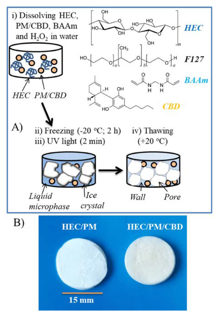 Preparation of nanocomposite cryogels by UV-induced crosslinking in frozen state and thawing (A), and digital image of blank and cannabidiol loaded cryogels (B).