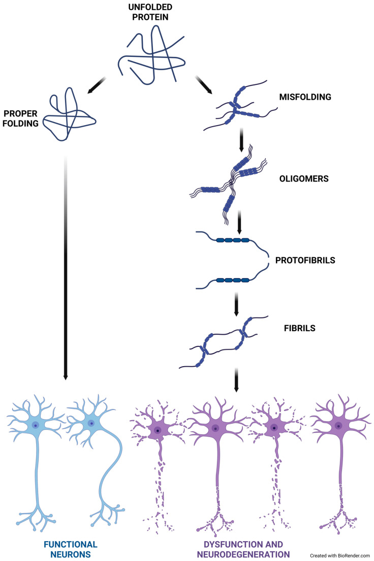 Protein misfolding and neurodegeneration. Many etiologically unrelated neurodegenerative disorders manifest a common pathology like the accumulation of insoluble aggregates. Under pathological conditions, diseases with specific naive proteins undergo misfolding and aggregation in the form of filamentous amyloid deposits, leading to neuronal dysfunction. Created in BioRender. Pan, I. (2024) https://BioRender.com/u01m506 (accessed on 13 November 2024).