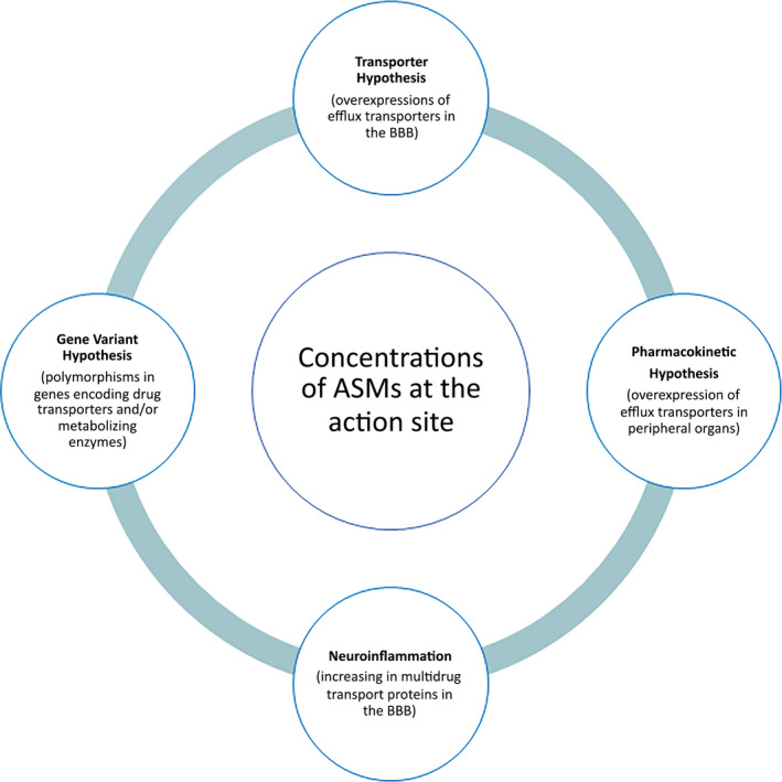 Overview of proposed hypotheses impacting on the concentration of the ASMs available on the action site