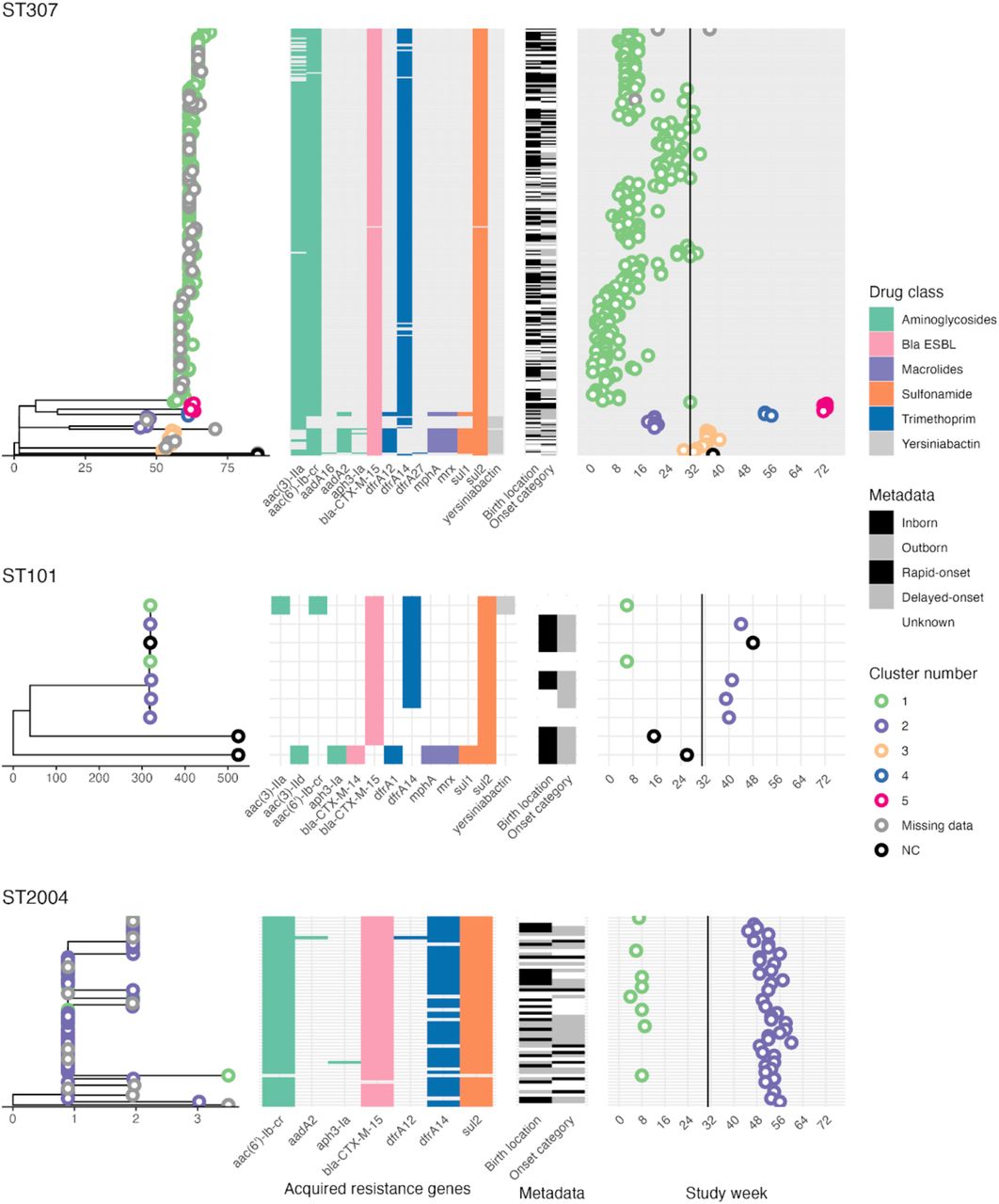 Core SNV phylogenies of Klebsiella pneumoniae aligned to acquired AMR gene data and infection timelines.ST307 isolates (top), ST101 isolates (middle) and ST2004 isolates (bottom). A midpoint-rooted maximum-likelihood phylogenetic tree was inferred separately for each ST, based on an alignment of SNVs identified against a closed reference genome of that ST. Tips are coloured to indicate the cluster number, inferred via single-linkage clustering using thresholds of ≤10 SNVs and ≤28 days. X-axis below each tree indicates phylogenetic distance expressed as number of SNVs. Heatmaps show the presence of key acquired resistance genes and hypervirulence genes (if present) aligned to tree tips. Timeline plot indicates the date of isolation (study week) for each isolate, aligned to tree tips and coloured by cluster number. The timing of the start of the IPC implementation is indicated by a solid vertical line.